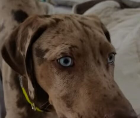 catahoula leopard dog