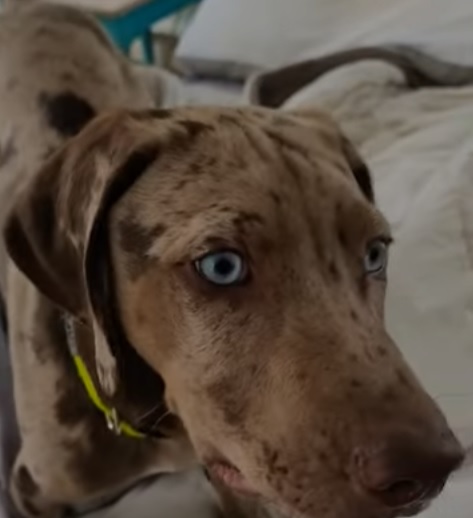 catahoula leopard dog