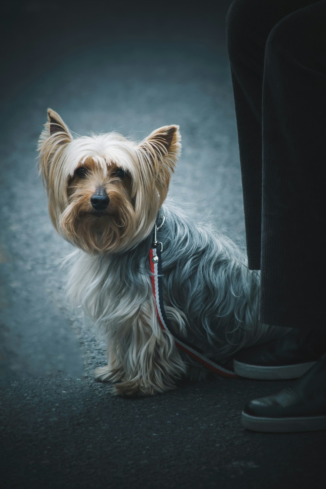 Cavapoo Puppies: Traits and Care for This Adorable Mix