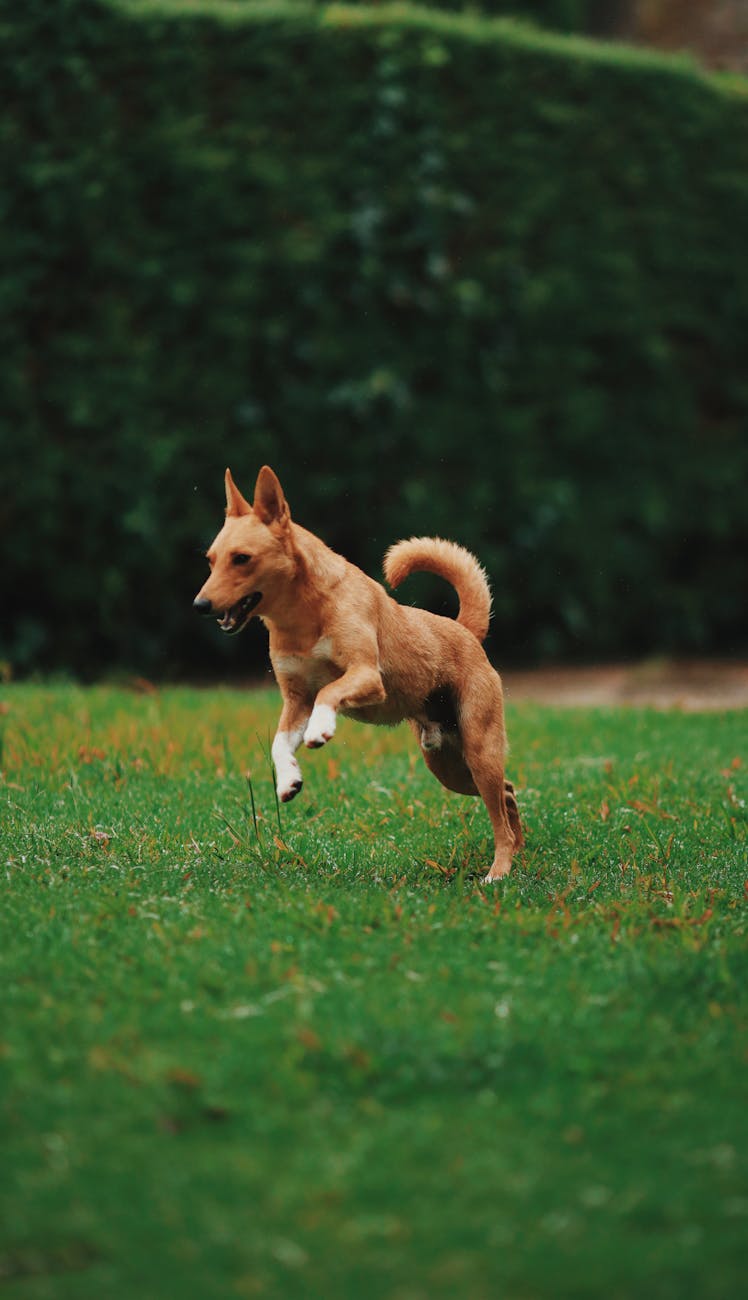 Chia Seeds for Dogs