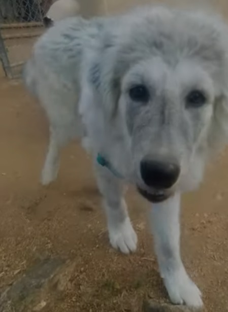 colorado mountain dog