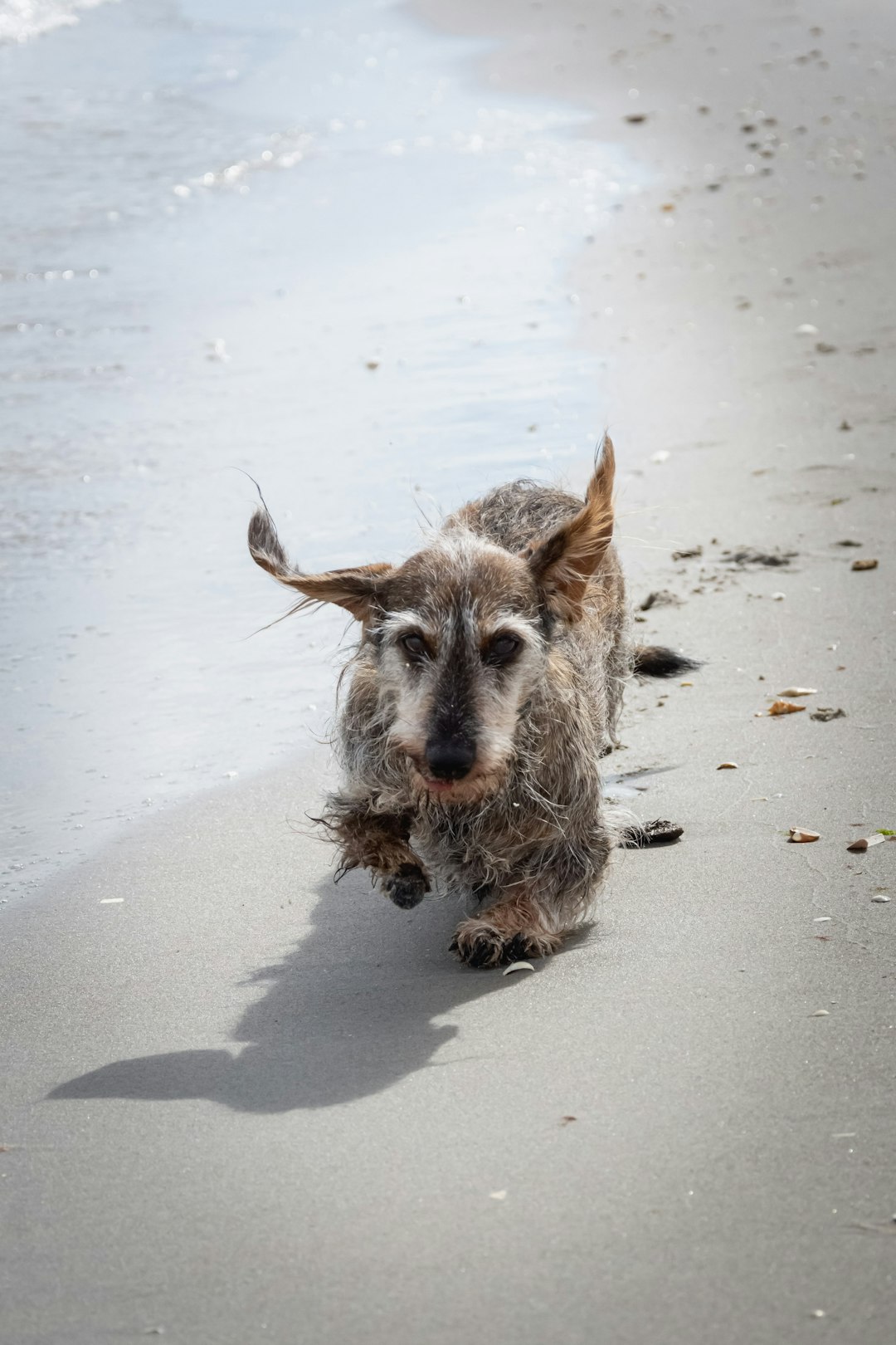 Corgi Mix: Traits and Care for These Adorable Crossbreeds