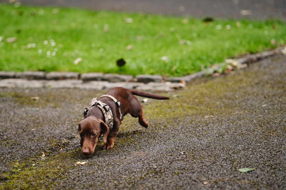 Doberman