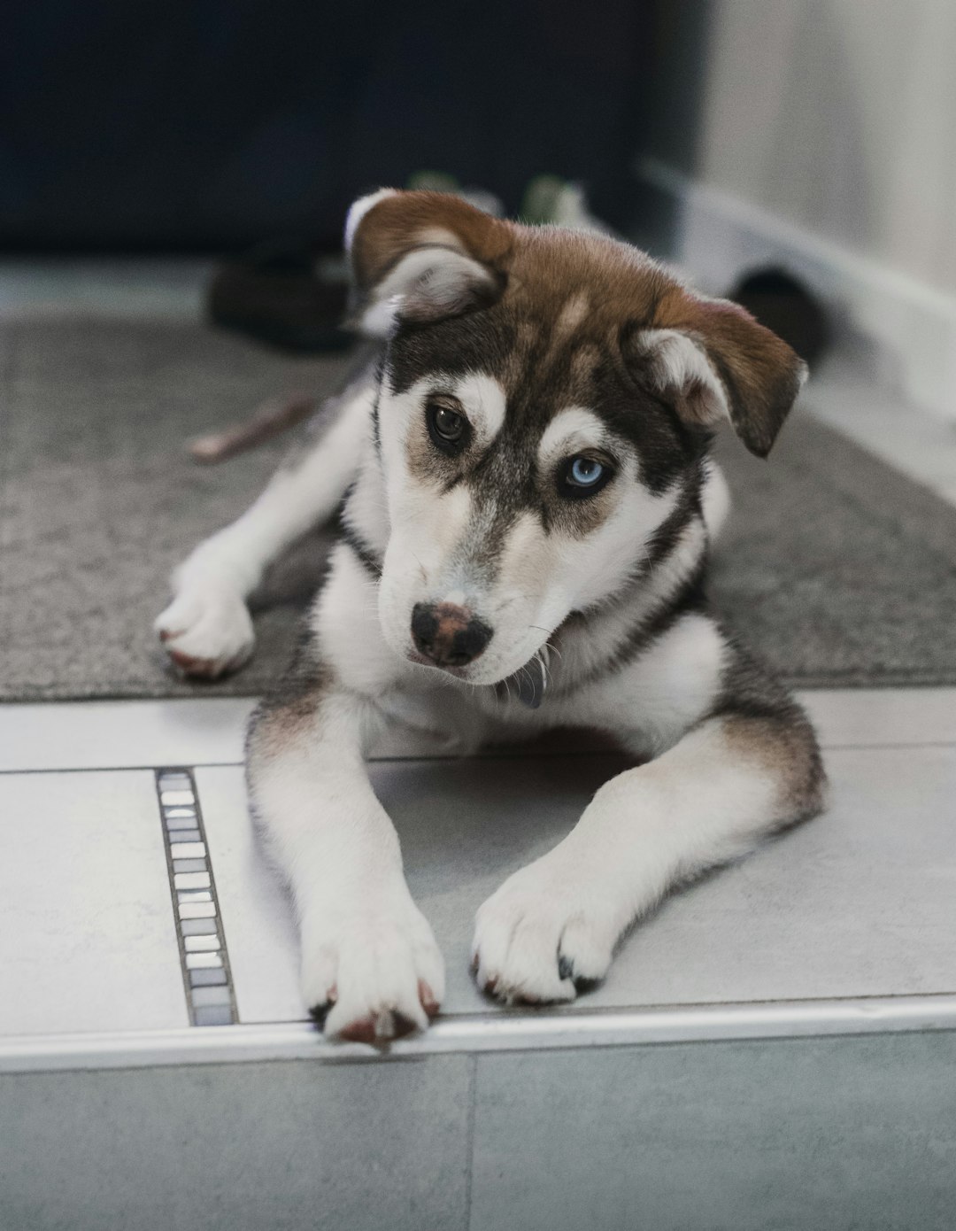 dog ate chocolate