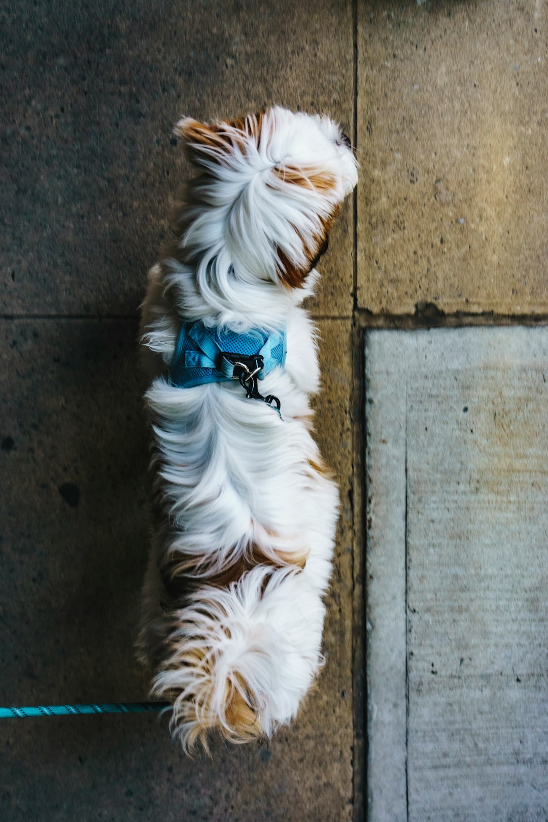 Dog Blanket