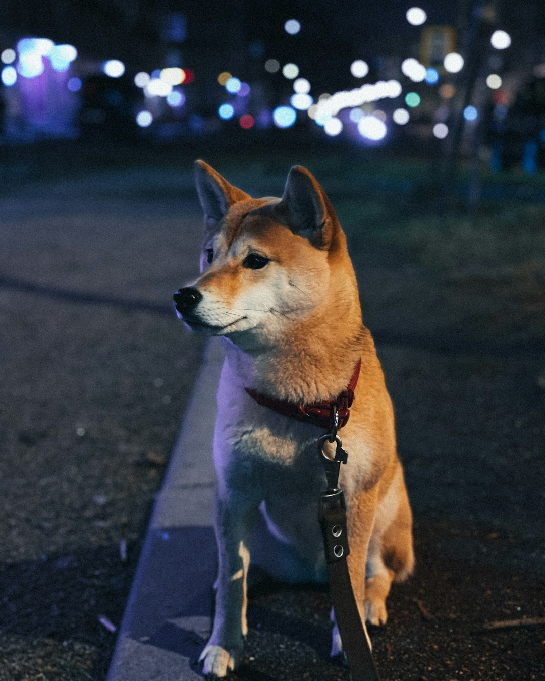 Dog Chain Collar