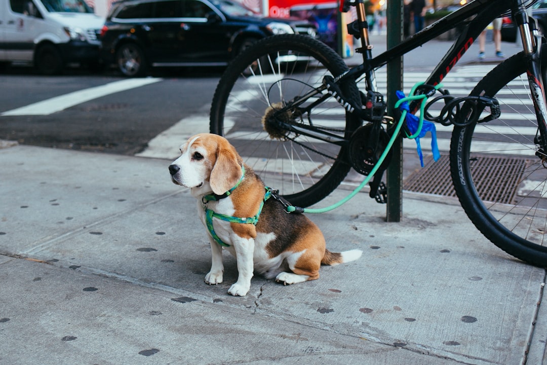 Dog Chain Collar