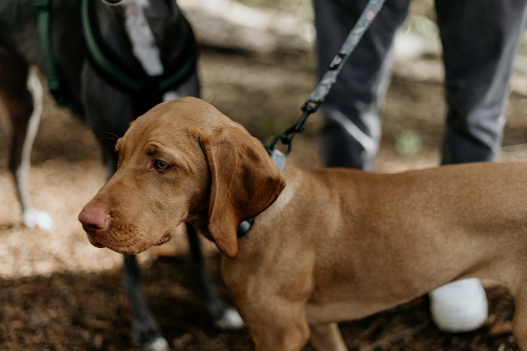 Dog Door: The Ultimate Guide to Choosing the Right One