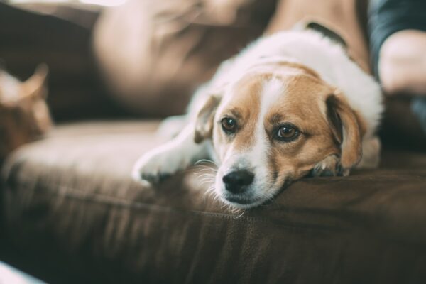 Dog Food Without Chicken: Safe Options for Allergic Dogs