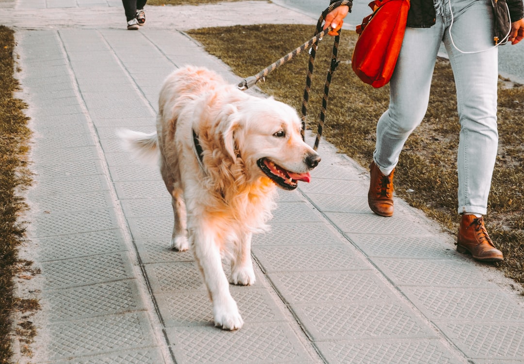 Dog Harness for Small Dogs