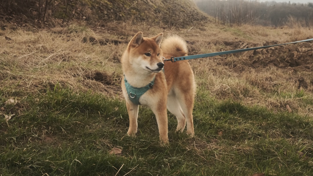 Dog Harness for Small Dogs