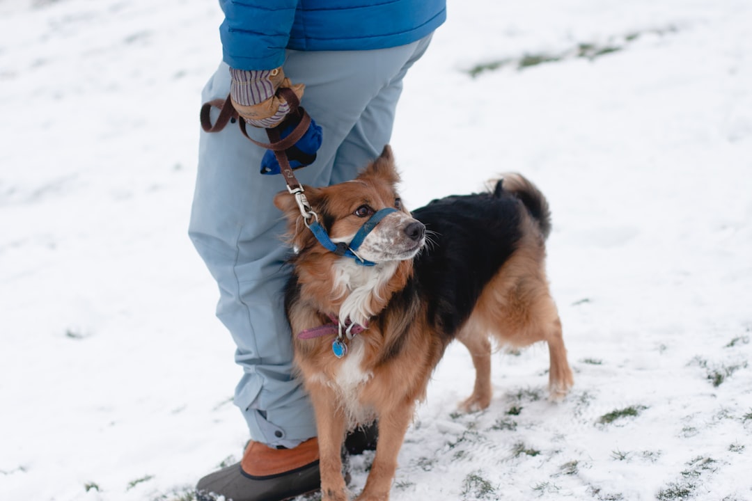 Dog Heating Pad: Providing Comfort for Your Cold-Weather Pup