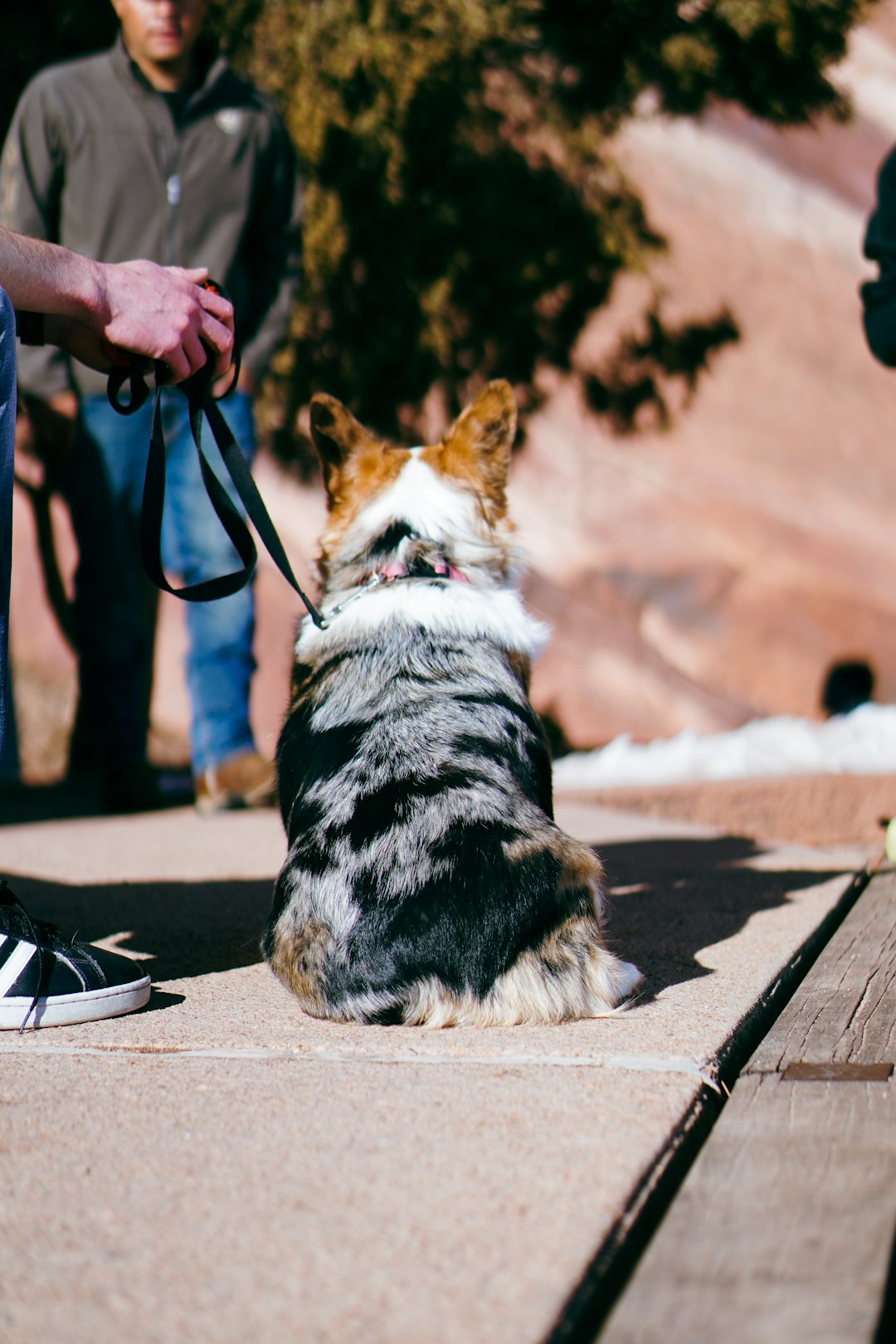 Dog Heimlich: Essential Steps to Save Your Dog’s Life