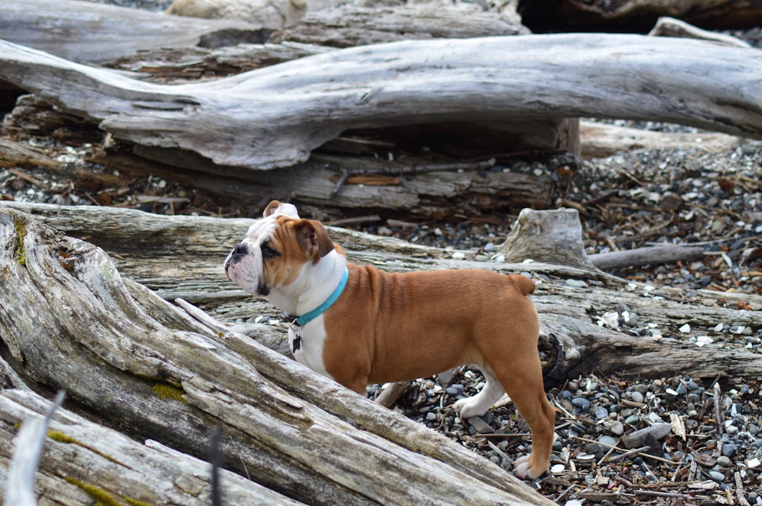 Dog Puking White Foam