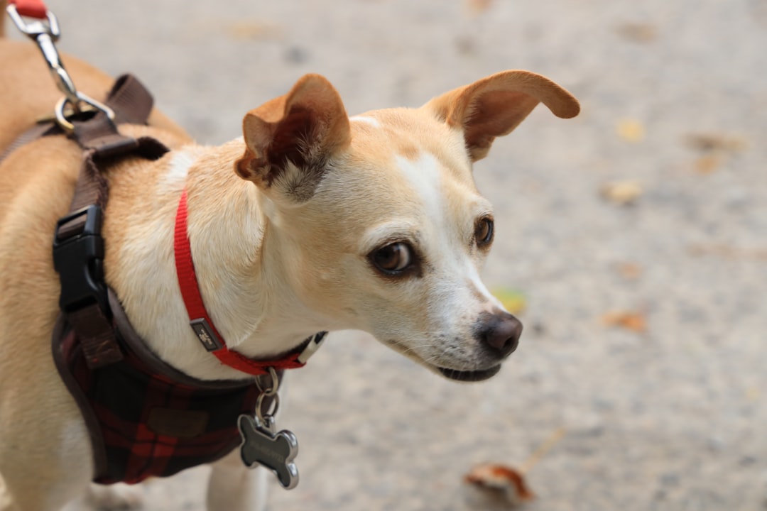 Dog Ramp for Car: Making Travel Easier for Your Furry Friend