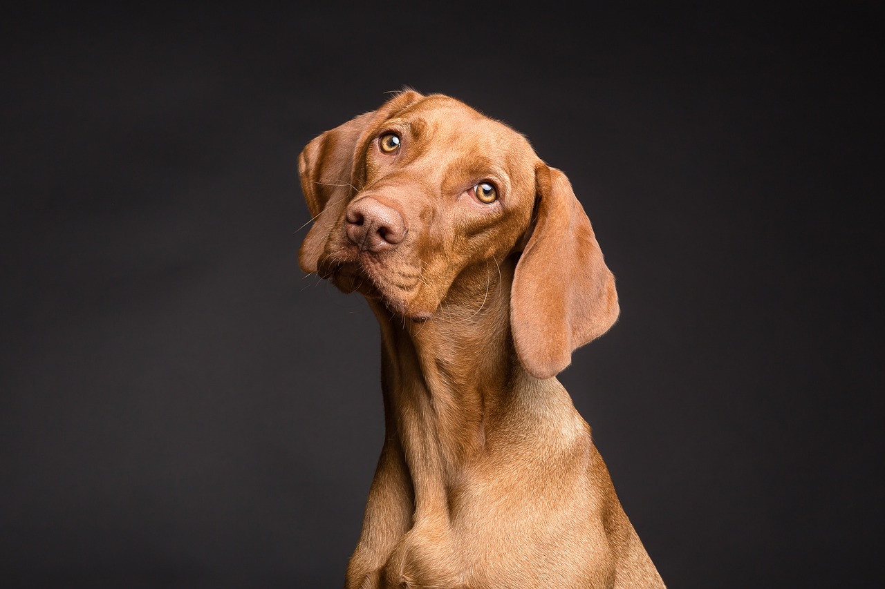 dog show winner