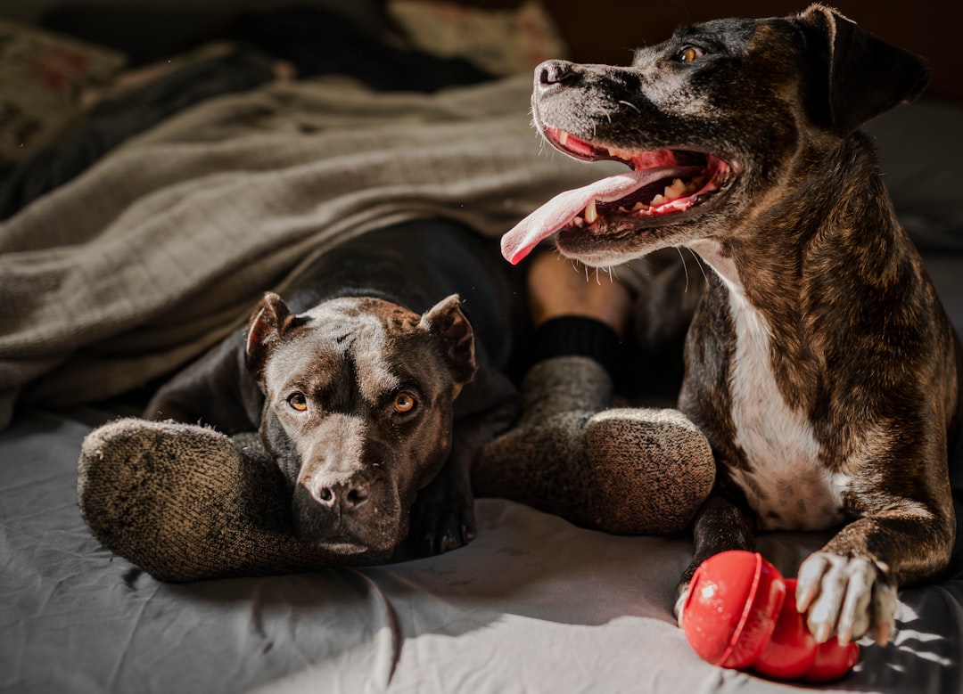 Dog Sneezing: When to Worry About Your Furry Friend