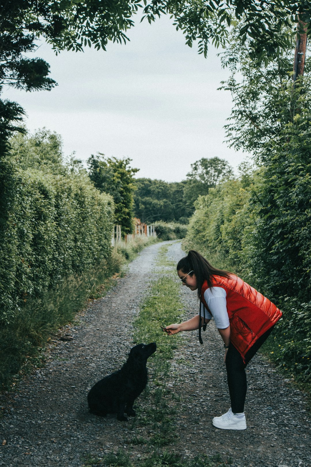 Dog Stair: The Best Options for Your Dog's Unique Needs