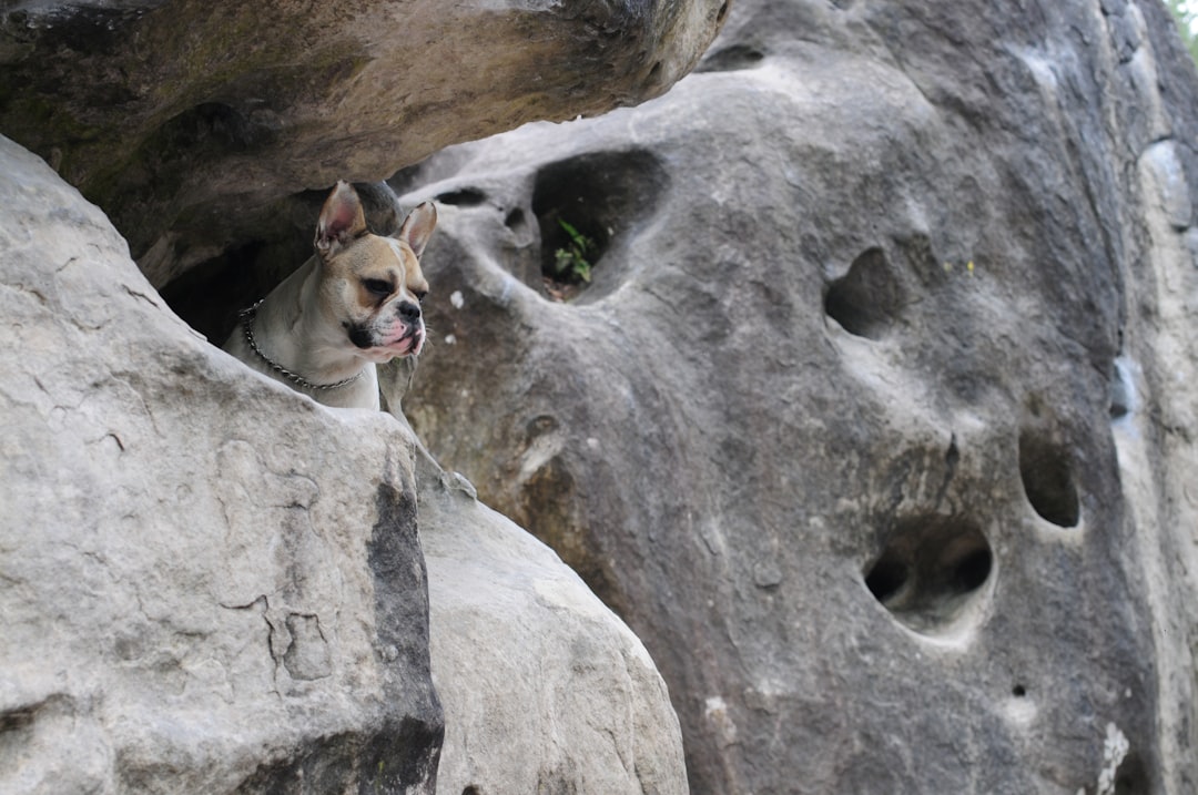 Dog Throwing Up White Foam