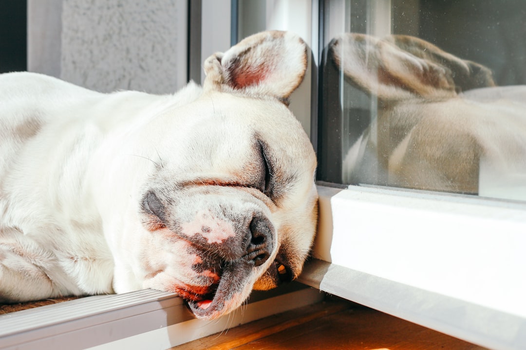 Dog Throwing Up White Foam