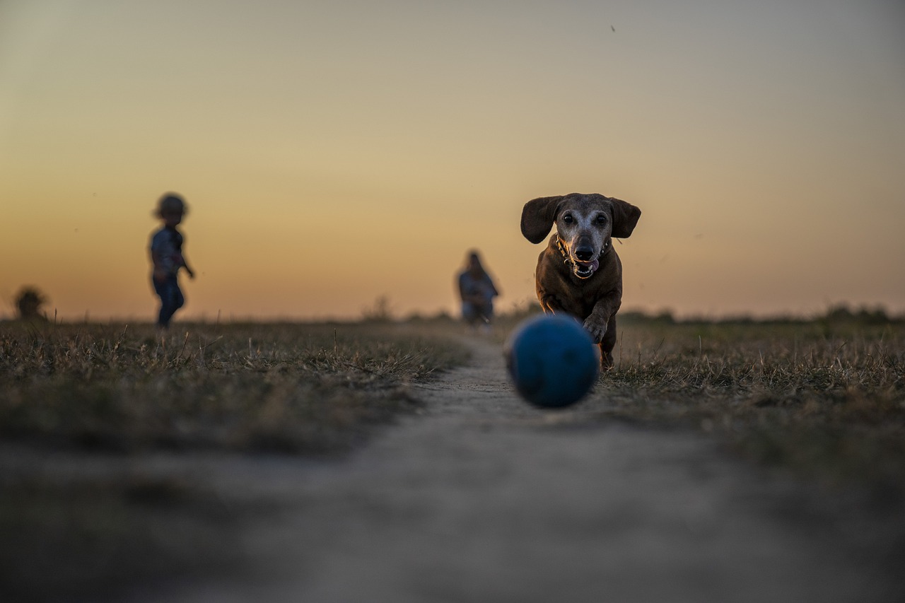 dog treat recall