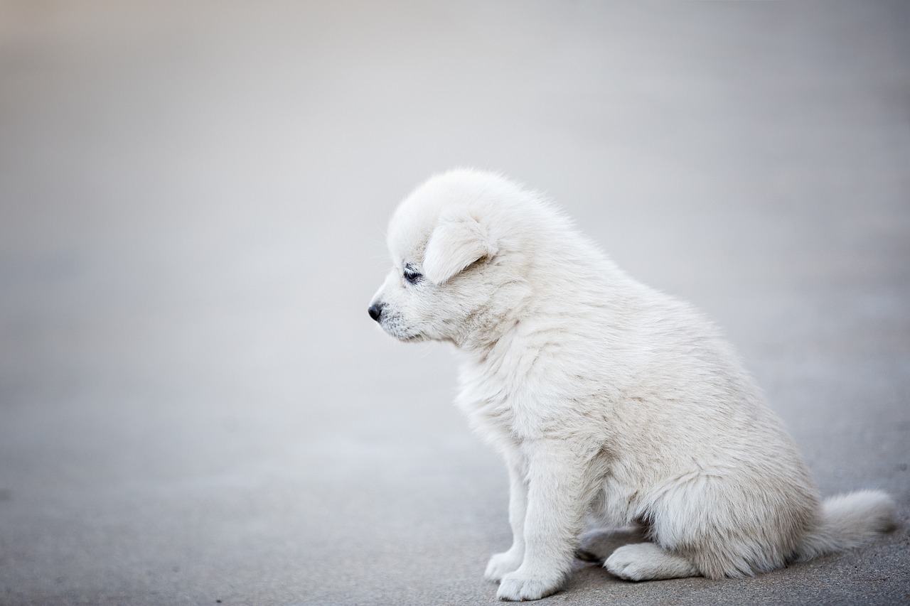 dog treat recall