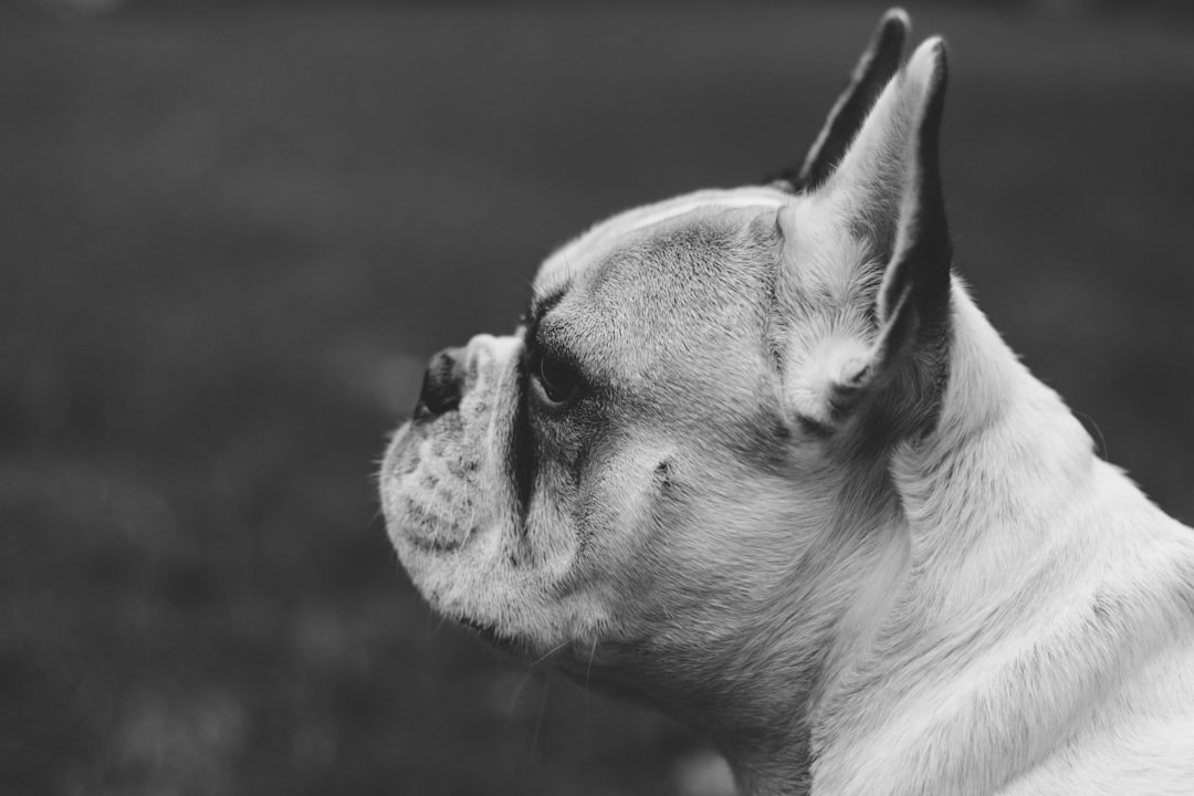 Dog Vomiting White Foam