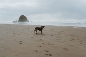 Dog Water Fountain: Keeping Your Pet Hydrated and Happy