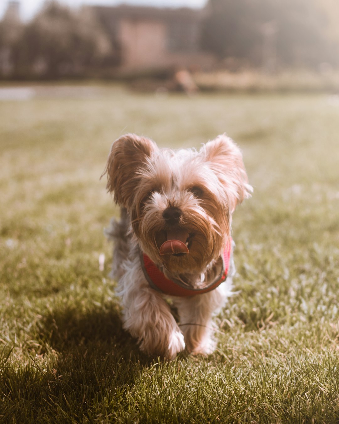 English Bulldog Puppies: What to Expect From This Lovable Breed