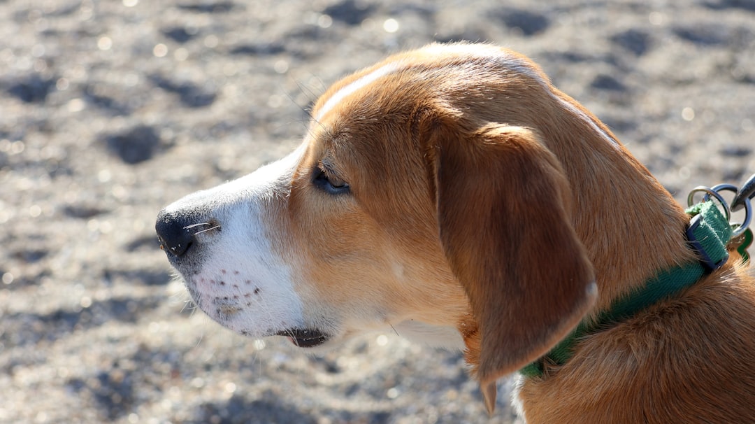 English Springer Spaniel: What Makes This Breed So Special?