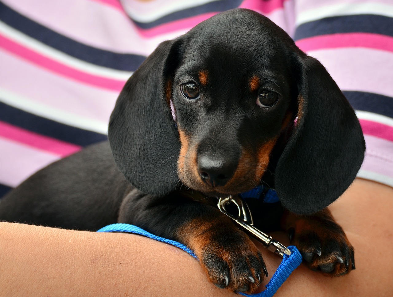 Entlebucher Mountain Dog: Characteristics, History and Care