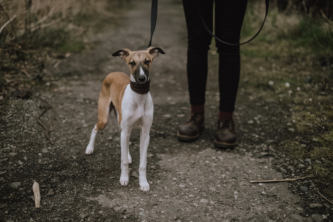 Exploring Dog Crates: Types, Benefits, and How to Choose the Right One