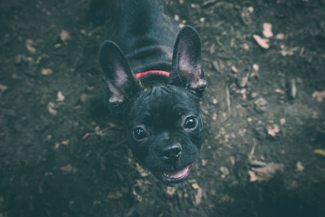 farmer's dog