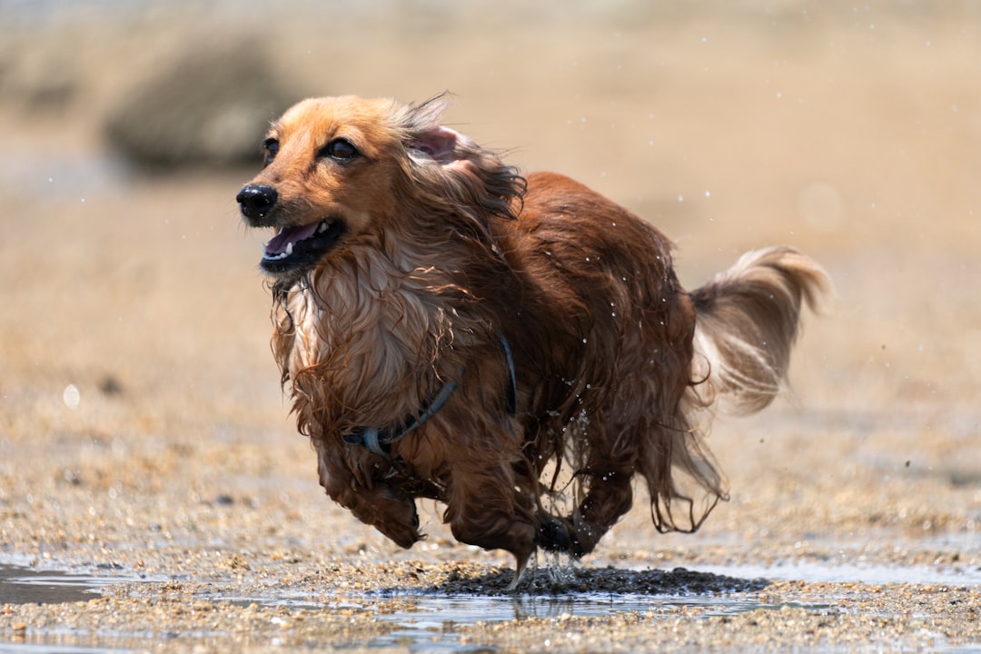 Fluffy Dogs: The Most Adorable Breeds with Fluffy Coats