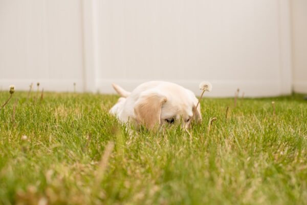 Frenchie Dog Food: Catering to the Unique Needs of French Bulldogs