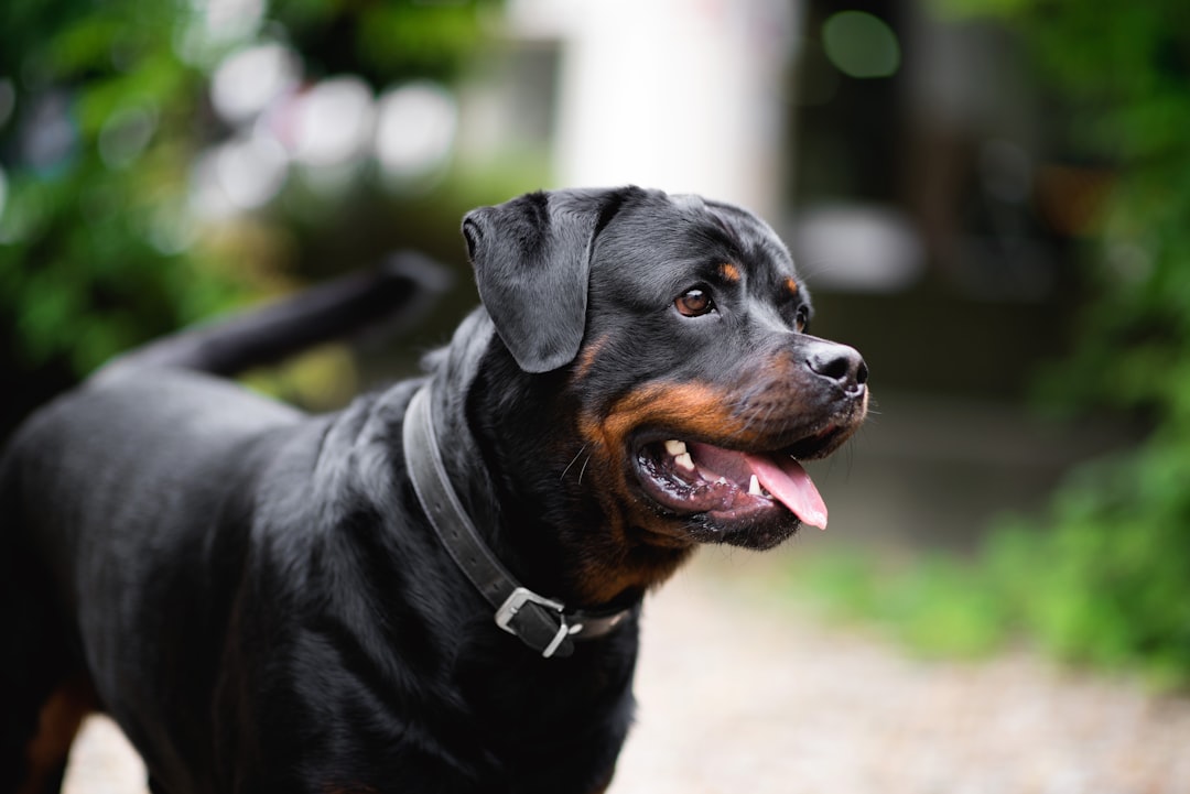 Great Dane Puppies: A Comprehensive Guide to Raising a Gentle Giant