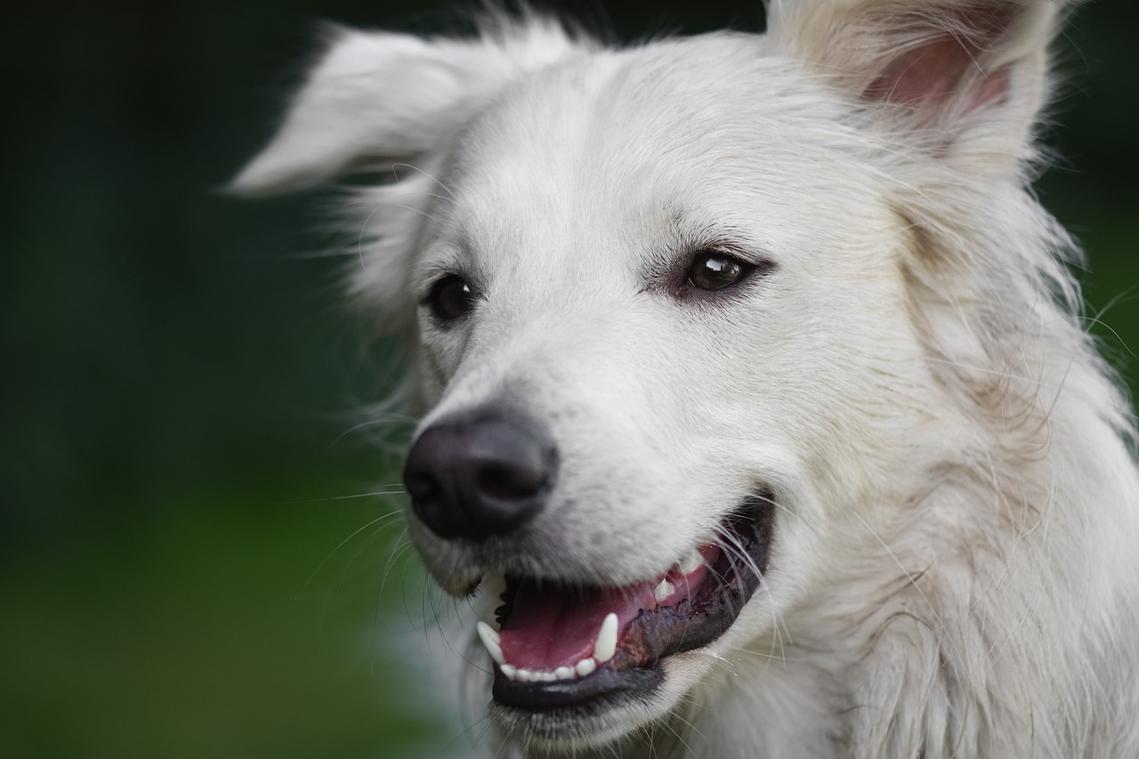 kirk herbstreit new dog