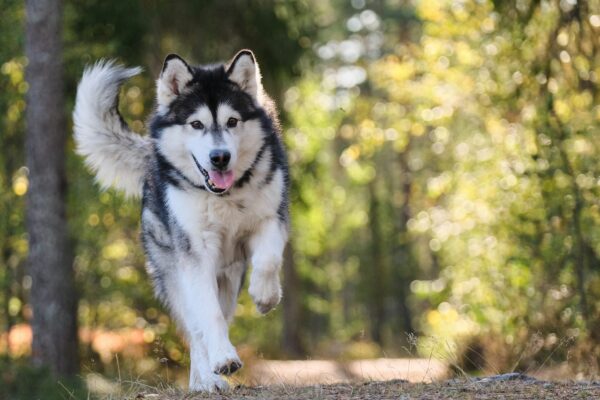 Kirk Herbstreit’s New Dog: What Breed Did He Choose?