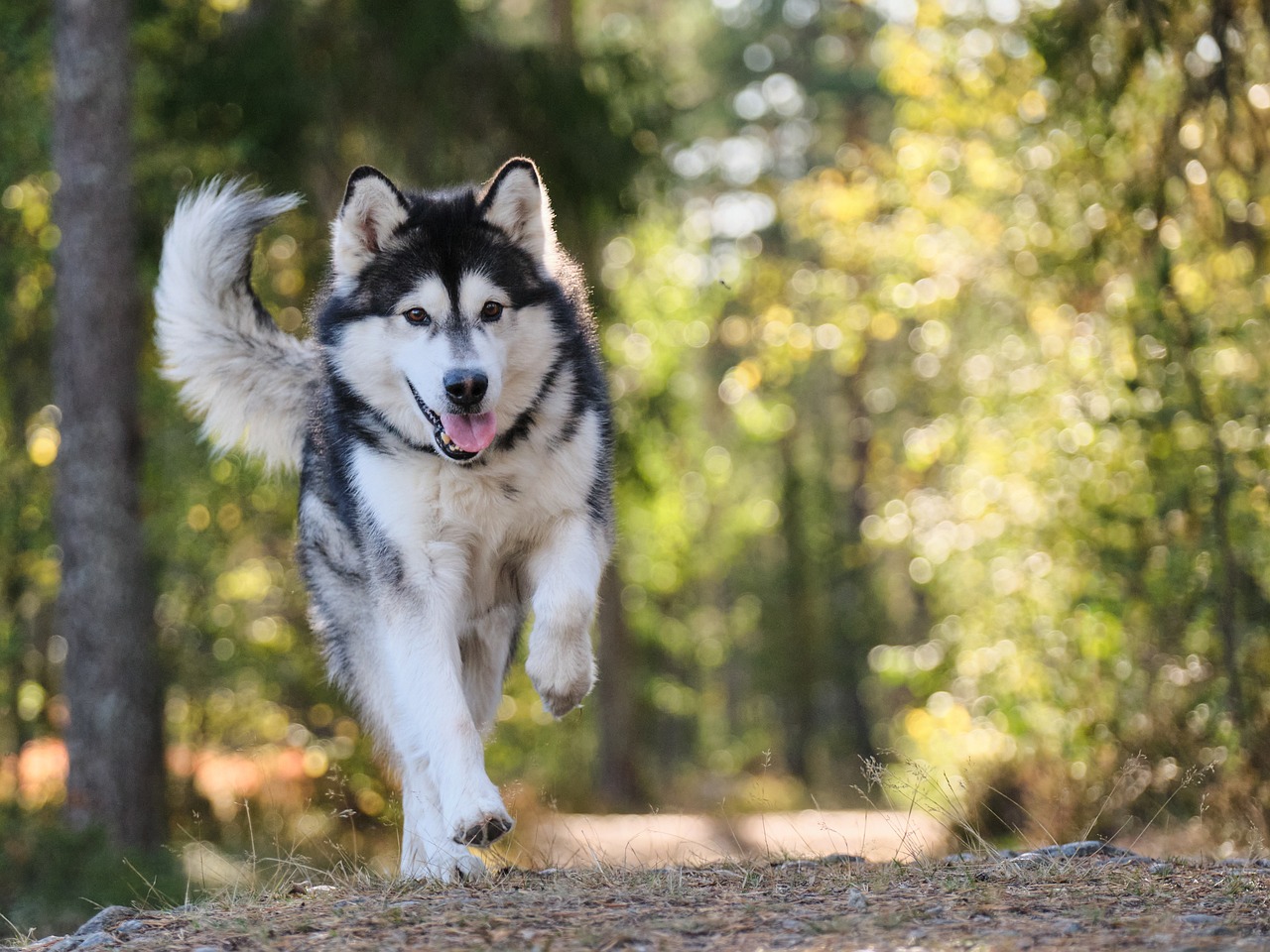 Kirk Herbstreit’s New Dog: What Breed Did He Choose?