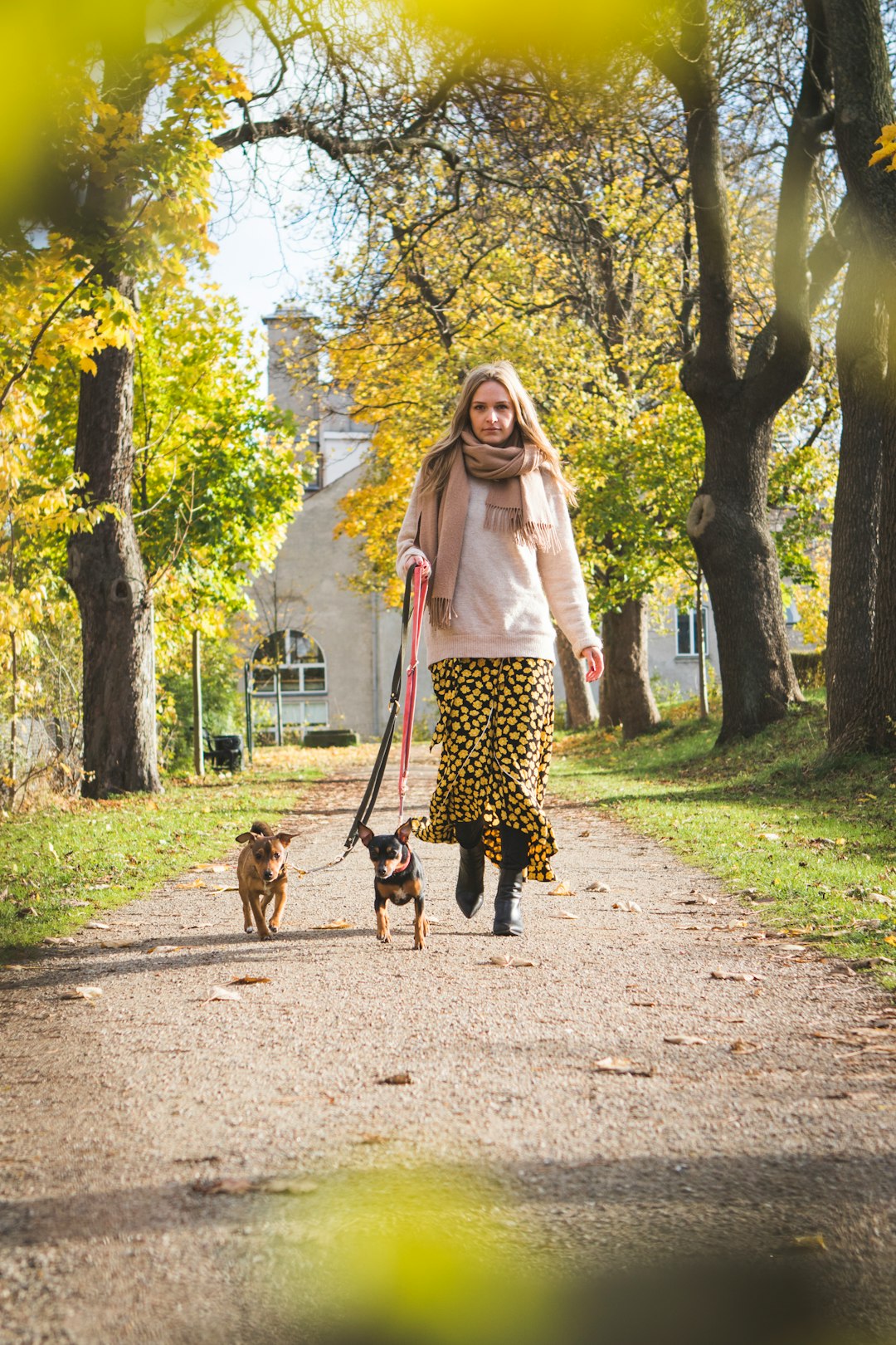 Long Haired Dachshund: Characteristics and Care for This Unique Breed