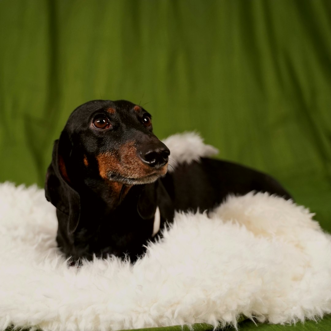 Long Haired Dachshund