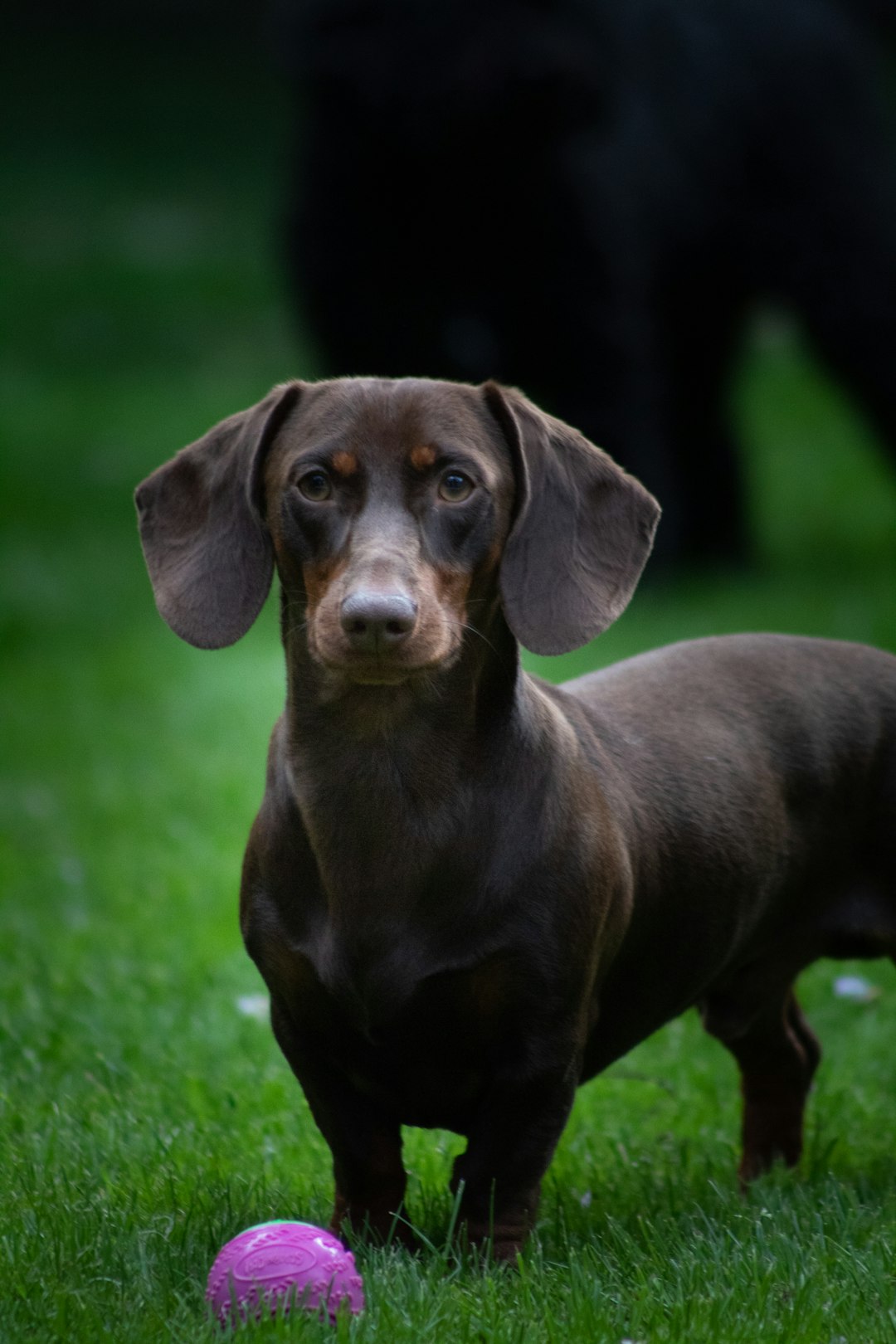 Long Haired Dachshund