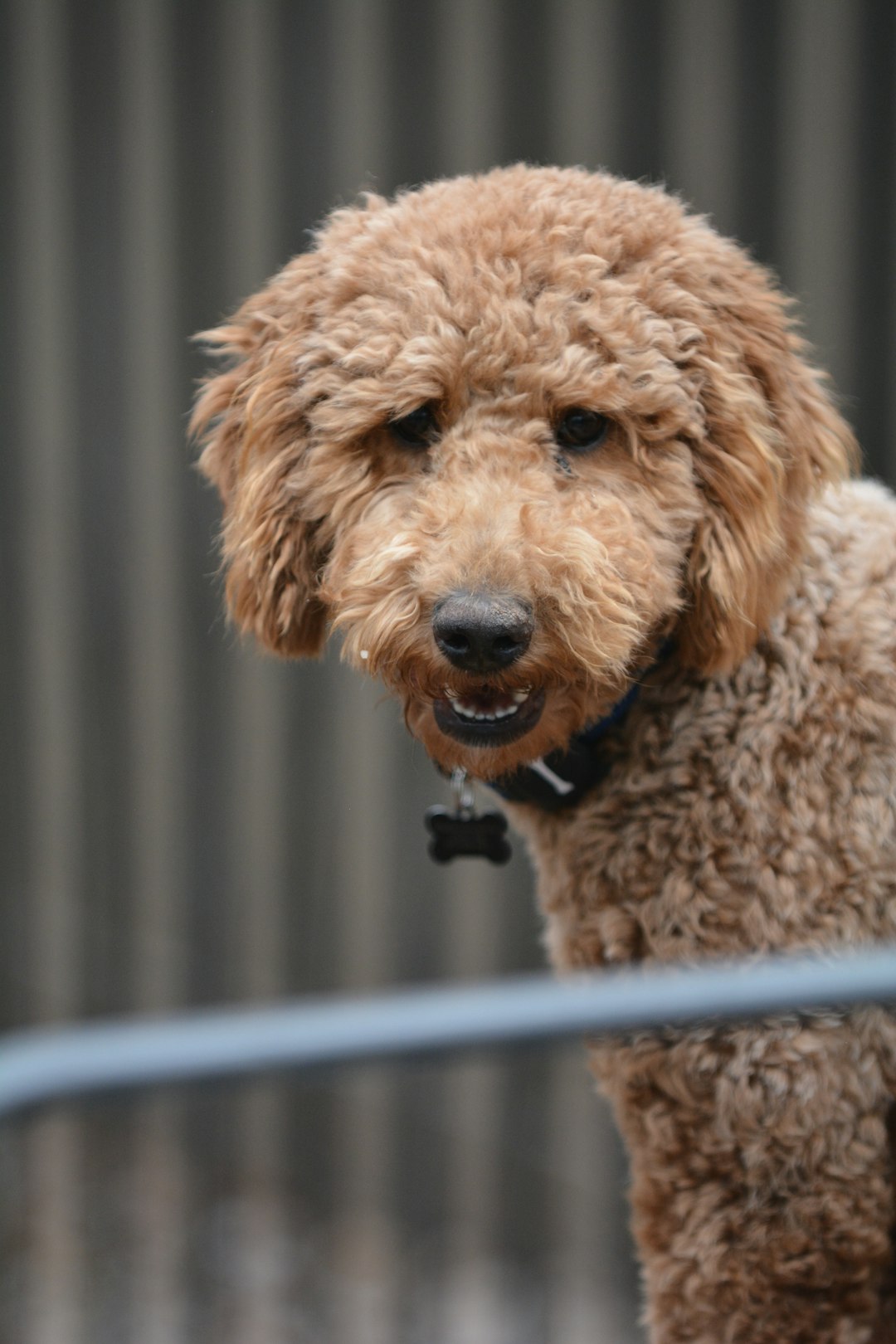 Long Haired Dachshund: Unique Features and Care Tips