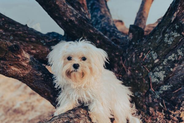 maltese dog