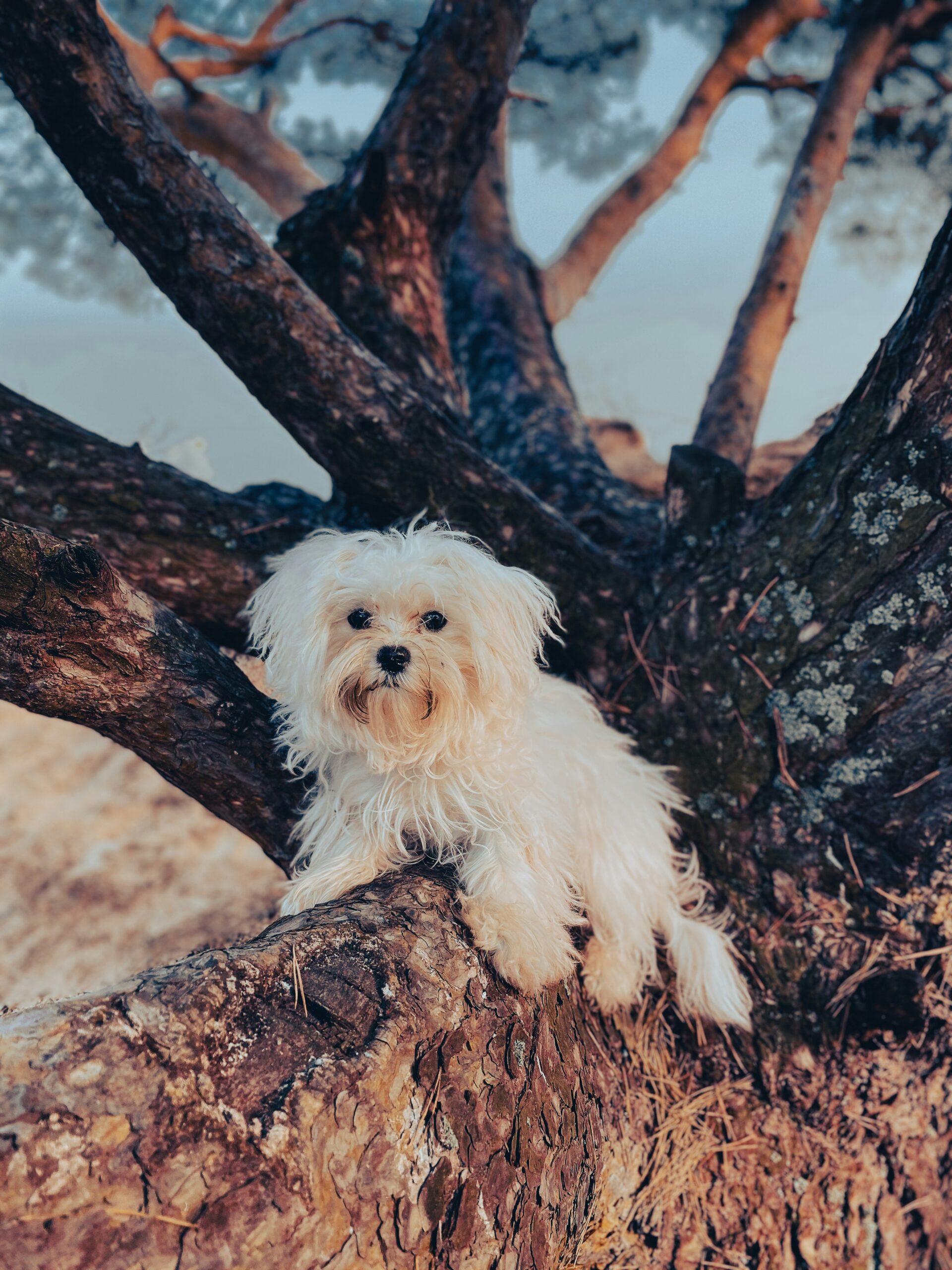 maltese dog