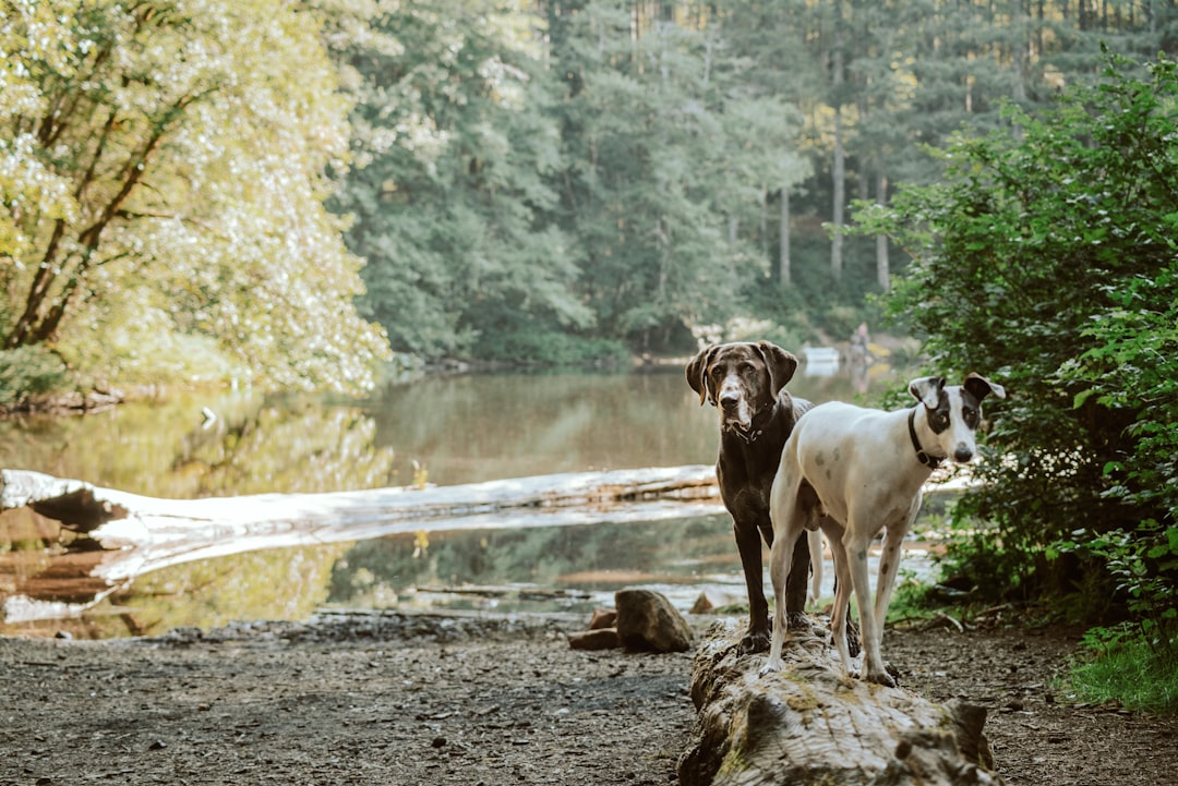 Melanoma in Dogs