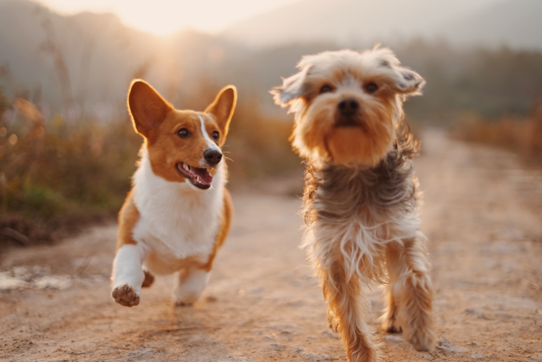 Milk thistle for dogs