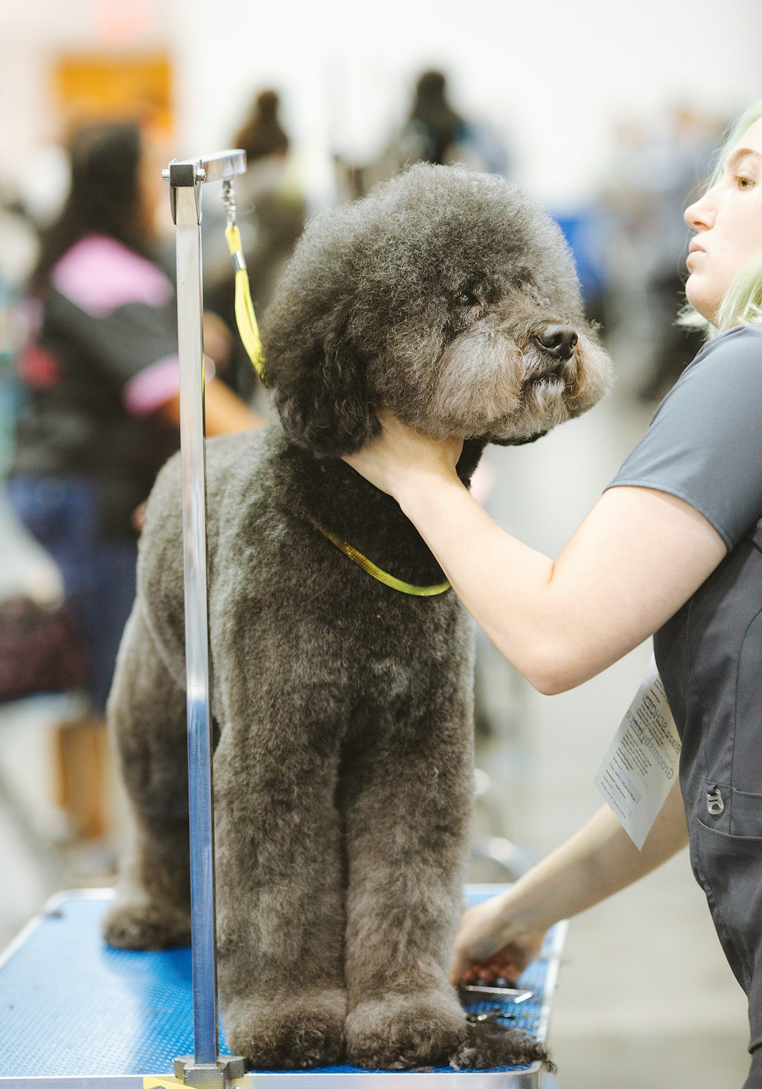 Mini Golden Doodle