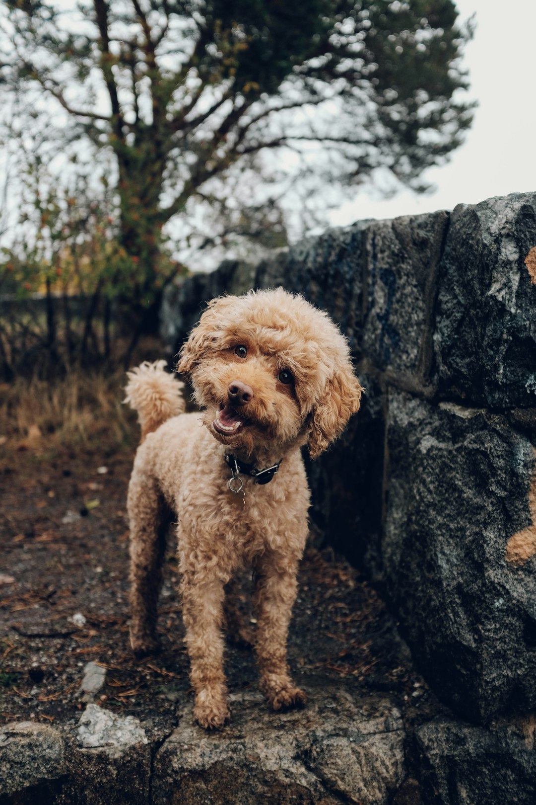 Mini Golden Doodle