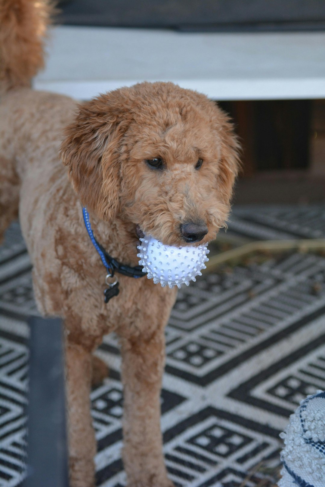 Mini Golden Doodle